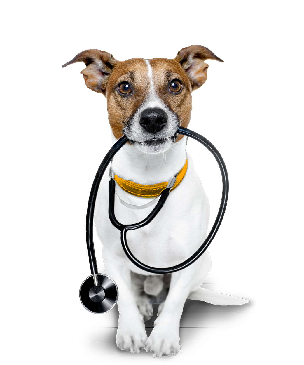 hunde-krankenversicherung