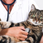 Eine Krankenversicherung für Ihren Vierbeiner schützt vor hohen Tierarztkosten.