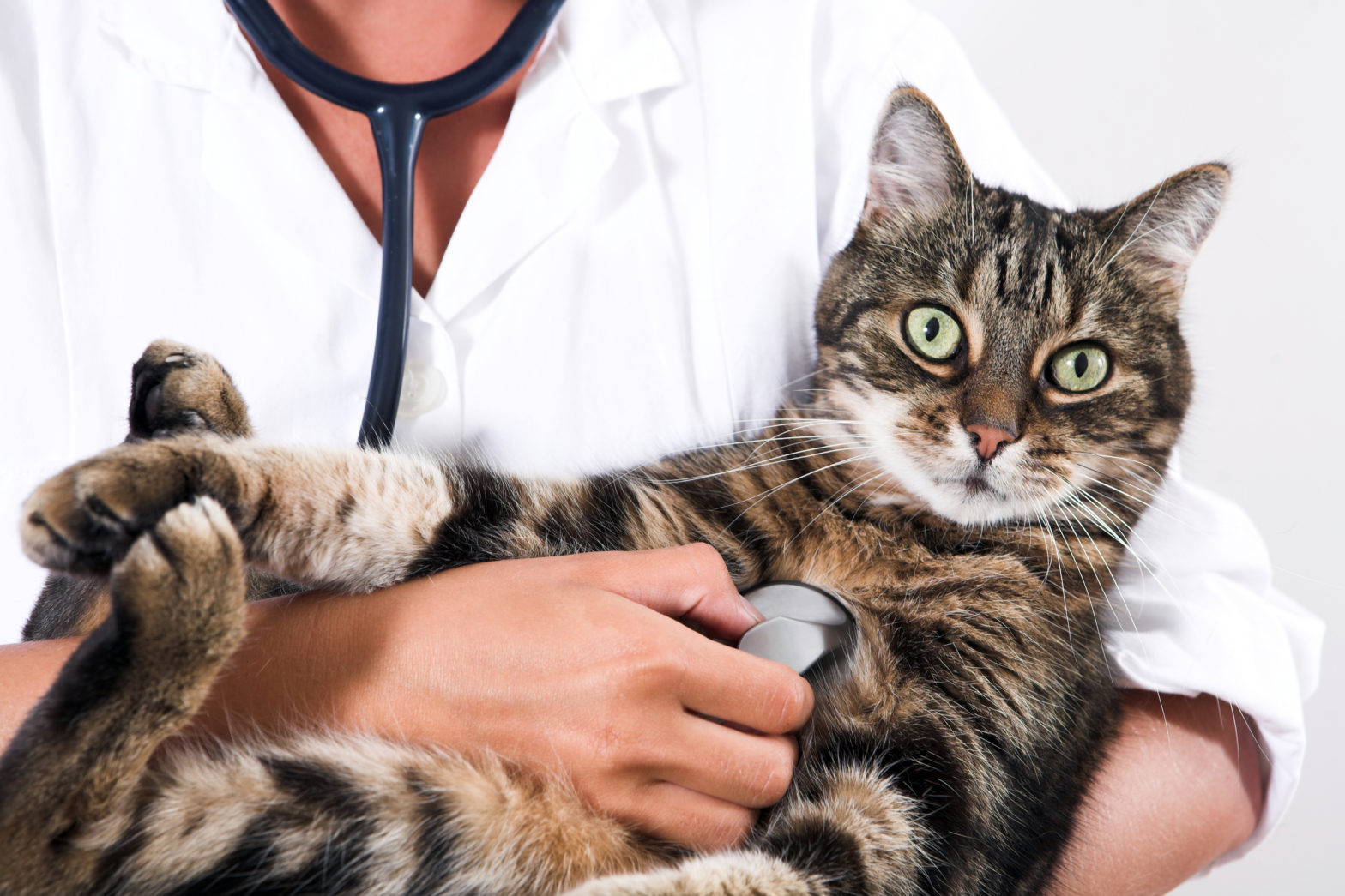 Eine Krankenversicherung für Ihren Vierbeiner schützt vor hohen Tierarztkosten.