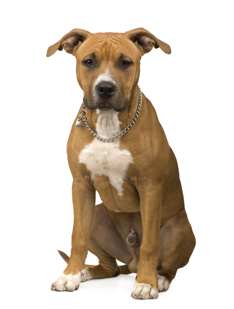 In einigen Bundesländern, zum Beispiel Wien, ist eine Hunde-Haftpflichtversicherung gesetzlich vorgeschrieben.